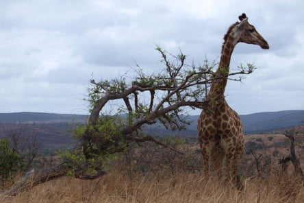 L'Afrique du Sud