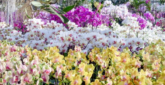 Serres aux Orchidées
