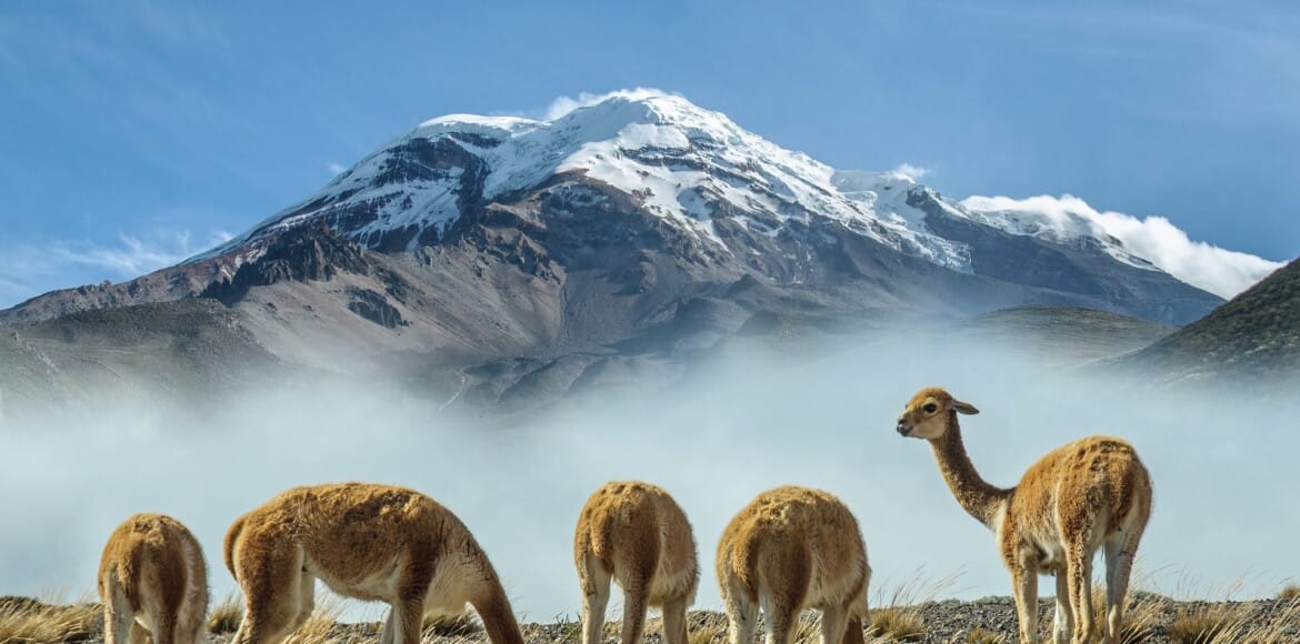 Equateur - volcan Chimborazo