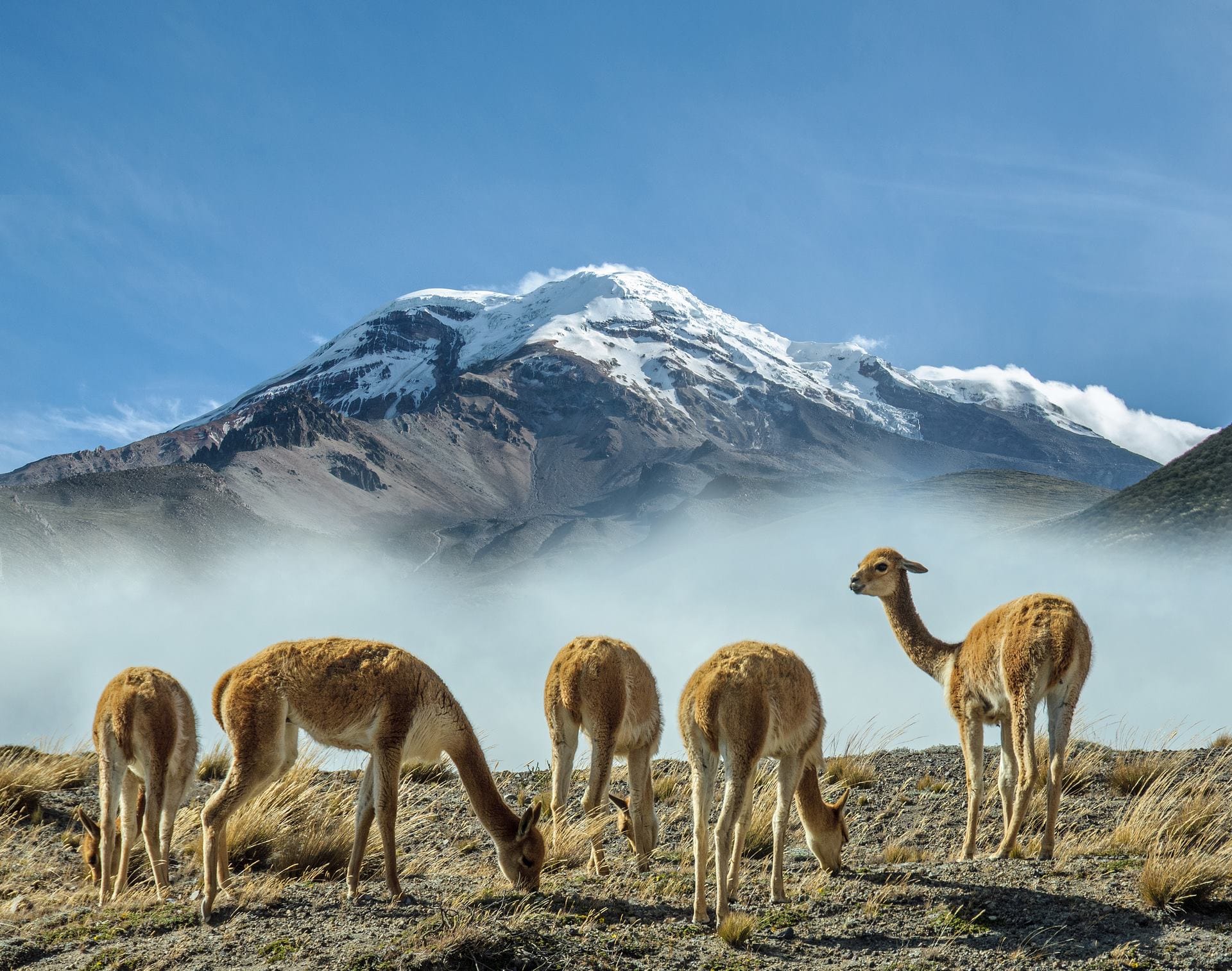 Equateur - volcan Chimborazo