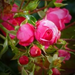Illustration du profil de Rose