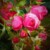 Illustration du profil de Rose