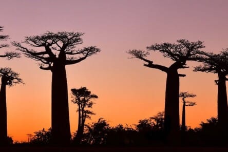 Madagascar
